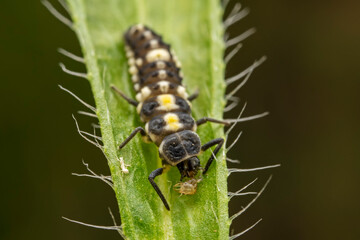 Ladybug larvae inhabit the leaves of wild plants