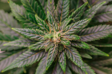 Hemp cones with green and yellow leaves, macro view.Cannabis is a standoff between a drug and a medicine.Female cannabis bush with blooming flowers and white stigmas.