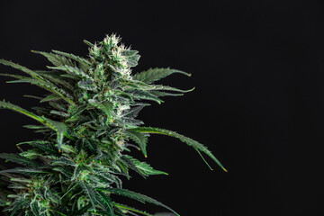 Hemp cones with green and yellow leaves, macro view.Cannabis is a standoff between a drug and a medicine.Female cannabis bush with blooming flowers and white stigmas.