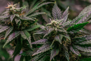 Hemp cones with green and yellow leaves, macro view.Cannabis is a standoff between a drug and a medicine.Female cannabis bush with blooming flowers and white stigmas.