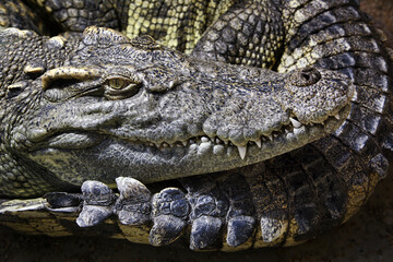 Siamese crocodile - Crocodylus siamensis
