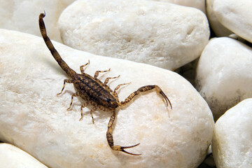 Lesser brown scorpion - Isometrus maculatus