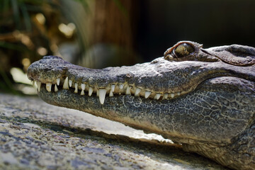 Philippine crocodile - Crocodylus mindorensis
