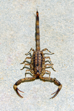 Lesser brown scorpion - Isometrus maculatus