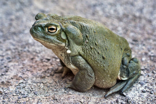 Colorado river toad (or Sonoran desert toad) - Bufo alvarius / Incilius alvarius