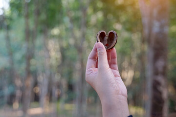 Tourists pick up rubber seed husks that have fallen under the trees and hold them up. The shell is...