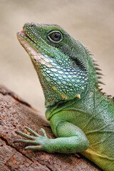 Chinese water dragon - Physignathus cocincinus