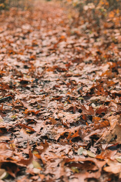 Pathway in a forest in november, the ground is covered in orange leaves