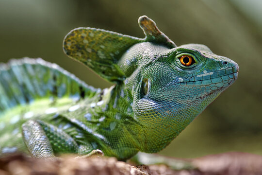 Green basilisk - Basiliscus plumifrons