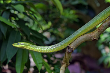 Red-tailed green ratsnake - Gonyosoma oxycephalum