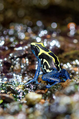 Dyeing poison dart frog - Dendrobates tinctorius