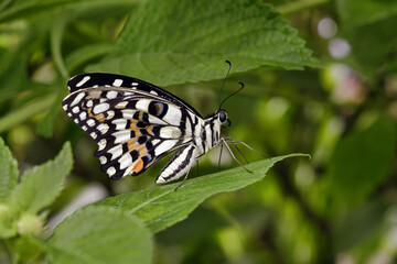 Lime butterfly - Papilio demoleus