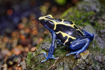 Afwasbaar fotobehang Dyeing poison dart frog - Dendrobates tinctorius © Fab