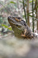 Black spiny-tailed iguana - Ctenosaura similis