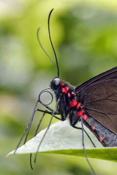 Iphidamas cattleheart butterfly - Parides iphidamas