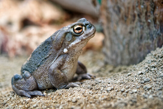 Colorado river toad (or Sonoran desert toad) - Bufo alvarius / Incilius alvarius