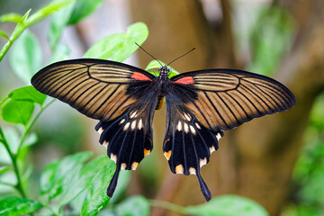 Great mormon butterfly (female) - Papilio memnon