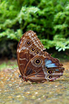 Peleides Blue Morpho Butterfly (underside) - Morpho peleides