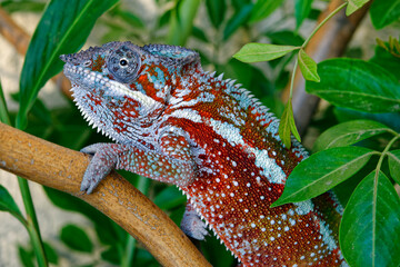 Panther chameleon (male) - Furcifer pardalis © Fab