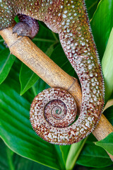 Panther chameleon coiled tail - Furcifer pardalis
