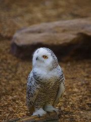 Snowy owl sits on a tree against a background of fallen leaves in autumn