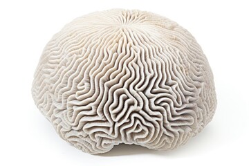 Brain Coral