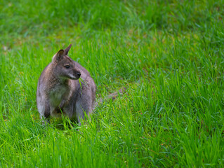 wallabies (Notamacropus rufogriseus) standing on green grass