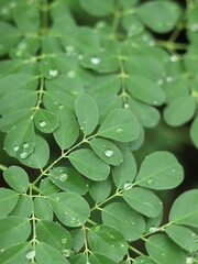 Close up Macro of Kelor or Merunggai (Moringa oleifera) With Water Dew Drops After Raining