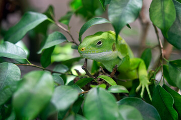 Lau banded iguana - Brachylophus fasciatus