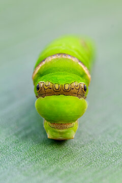 Citrus Swallowtail Caterpillar - Papilio Demodocus