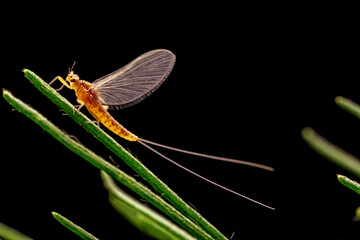 mayfly inhabiting on the leaves of wild plants