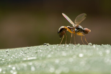 sepsidae inhabit the leaves of wild plants