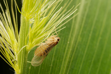 Planthopper inhabiting on the leaves of wild plants