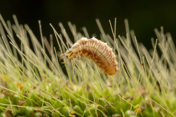lacewing larvae inhabiting on the leaves of wild plants