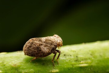 The ladybug cicada inhabits the leaves of wild plants