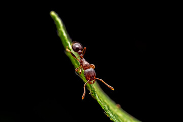 ant inhabiting on the leaves of wild plants