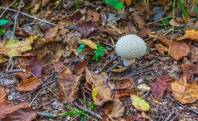 Puffball puffball (Lycoperdon perlatum) in the autumn forest