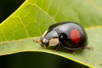 Ladybugs inhabit the leaves of wild plants