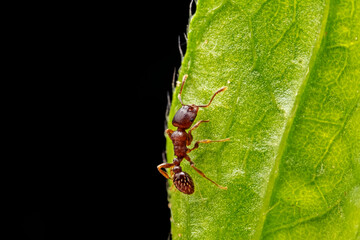 ant inhabiting on the leaves of wild plants