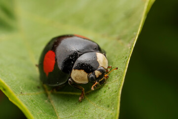 Ladybugs inhabit the leaves of wild plants