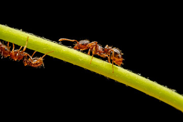 ant inhabiting on the leaves of wild plants