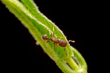 ant inhabiting on the leaves of wild plants