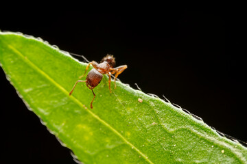 ant inhabiting on the leaves of wild plants