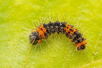 Lepidoptera larvae crawl on the leaves of wild plants for food