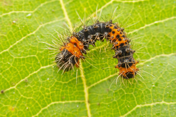 Lepidoptera larvae crawl on the leaves of wild plants for food