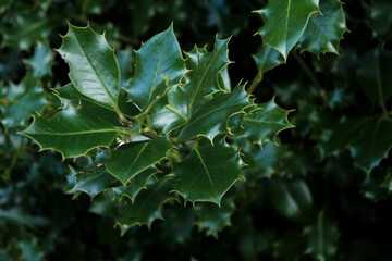 Close up of green holly plant tree leaves