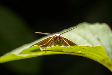 Moth insects inhabit the leaves of wild plants