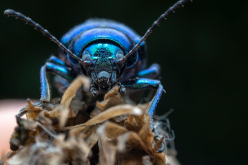 leaf beetle inhabiting on the leaves of wild plants