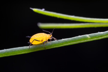 Aphids inhabit the leaves of wild plants