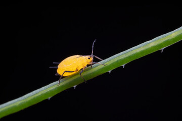 Aphids inhabit the leaves of wild plants